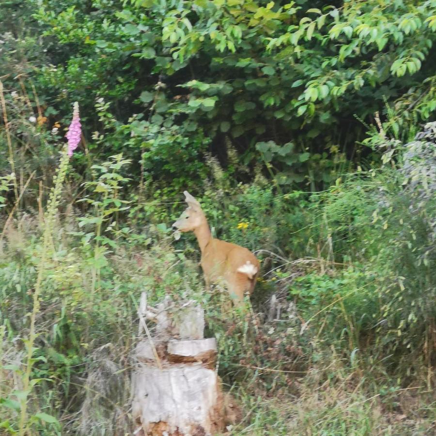 Appartamento Naehe Nationalpark Baiersbronn Esterno foto