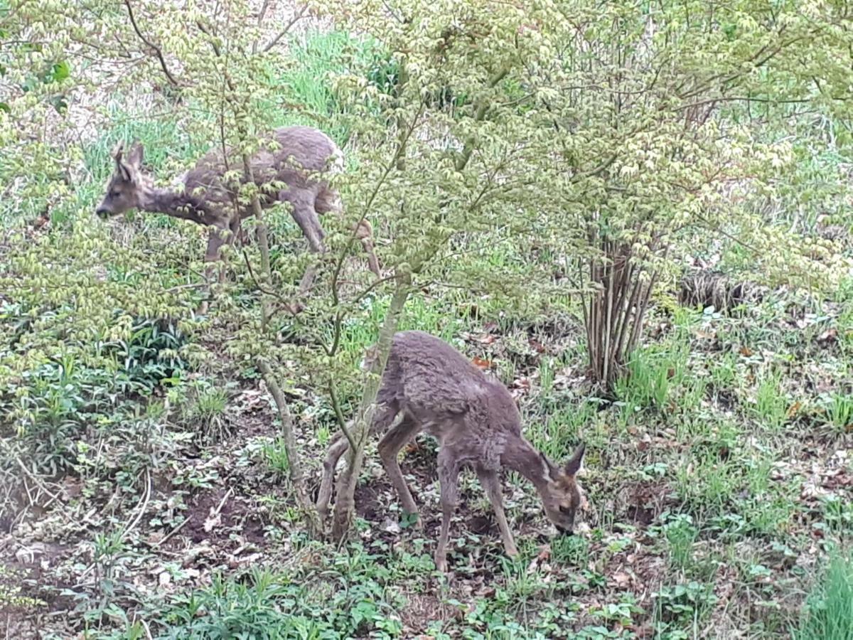 Appartamento Naehe Nationalpark Baiersbronn Esterno foto